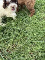 Benny, a male Cockapoo for sale in Moulton, IA – 5 of 6