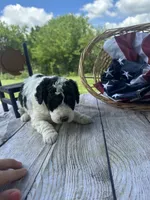 Oliver, a male Miniature Bernedoodle for sale in Moulton, IA – 4 of 6
