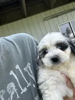 Nova, a female Miniature Bernedoodle and Golden Mountain Doodle for sale in Moulton, IA – 9 of 9