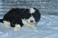 Eddie, a male Golden Mountain Doodle for sale in Moulton, IA – Photo 2 of 5
