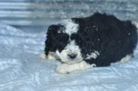 Eddie, a male Golden Mountain Doodle for sale in Moulton, IA – Photo 4 of 5