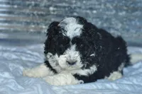 Eddie, a male Golden Mountain Doodle for sale in Moulton, IA – Photo 5 of 5