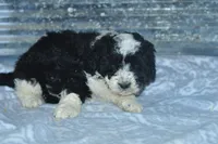 Eddie, a male Golden Mountain Doodle for sale in Moulton, IA – Photo 1 of 5