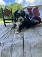 Tucker, a male Miniature Bernedoodle for sale in Moulton, IA – 5 of 6
