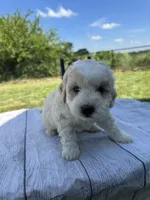 Max, a male Miniature Bernedoodle and Golden Mountain Doodle for sale in Moulton, IA – 8 of 9
