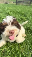 Dusty , a male Cockapoo for sale in Moulton, IA – 2 of 4