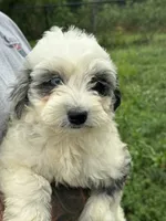 Nova, a female Miniature Bernedoodle and Golden Mountain Doodle for sale in Moulton, IA – 6 of 9