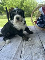 Willow, a female Miniature Bernedoodle for sale in Moulton, IA – 2 of 5
