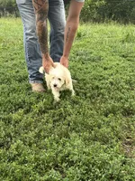 Max, a male Miniature Bernedoodle and Golden Mountain Doodle for sale in Moulton, IA – 5 of 9