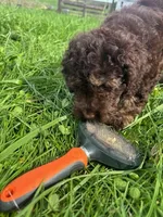 Theo, a male Cockapoo for sale in Moulton, IA – 6 of 6