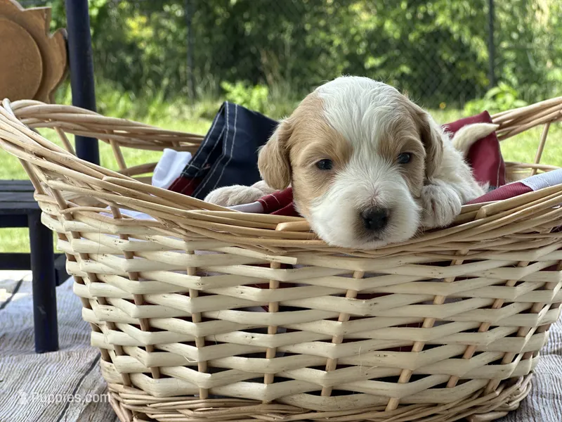 Harley  – Miniature Bernedoodle, Golden Mountain Doodle puppy for sale in Moulton, IA