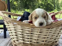 Harley , a male Miniature Bernedoodle and Golden Mountain Doodle for sale in Moulton, IA – 1 of 6