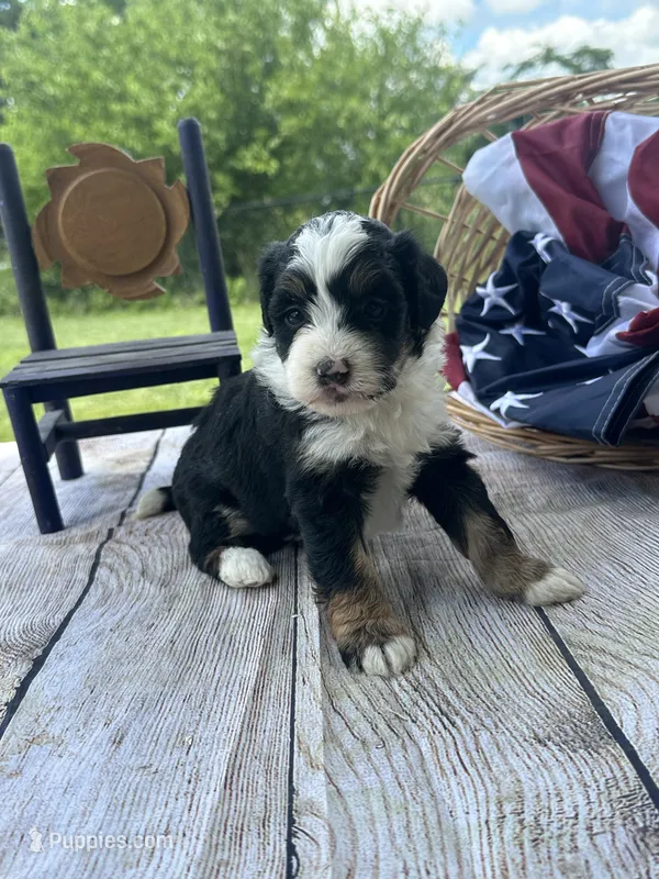 Bailey, a female Miniature Bernedoodle for sale in Moulton, IA – 1 of 5