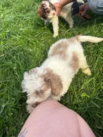 Baylor, a male Cockapoo for sale in Moulton, IA – 2 of 2