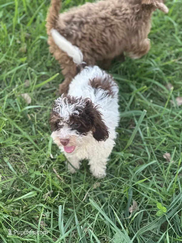 Dusty  – Cockapoo puppy for sale in Moulton, IA