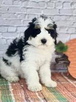 Kassi, a female Miniature Bernedoodle and Miniature Aussiedoodle for sale in Moulton, IA – 2 of 6