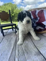 Oliver, a male Miniature Bernedoodle for sale in Moulton, IA – 5 of 6