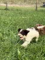 Benny, a male Cockapoo for sale in Moulton, IA – 4 of 6