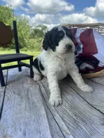 Oliver, a male Miniature Bernedoodle for sale in Moulton, IA – 3 of 6