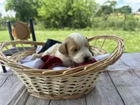 Harley , a male Miniature Bernedoodle and Golden Mountain Doodle for sale in Moulton, IA – 6 of 6