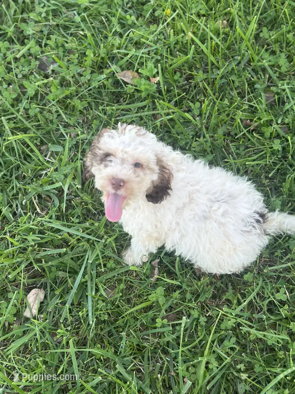 Carl – Cockapoo puppy for sale in Moulton, IA