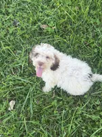 Carl, a male Cockapoo for sale in Moulton, IA – 1 of 6