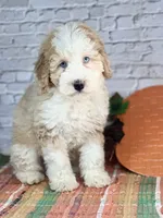 Kase , a male Miniature Bernedoodle and Miniature Aussiedoodle for sale in Moulton, IA – 4 of 5