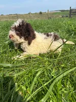 Dusty , a male Cockapoo for sale in Moulton, IA – 3 of 4