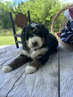 Stella, a female Miniature Bernedoodle for sale in Moulton, IA – 7 of 7