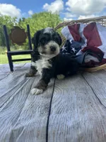 Tucker, a male Miniature Bernedoodle for sale in Moulton, IA – 2 of 6
