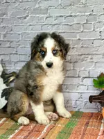 Kat, a female Miniature Bernedoodle and Miniature Aussiedoodle for sale in Moulton, IA – 6 of 6