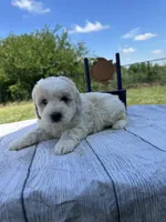 Max, a male Miniature Bernedoodle and Golden Mountain Doodle for sale in Moulton, IA – 7 of 9