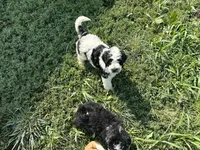 Milo , a male Miniature Bernedoodle and Golden Mountain Doodle for sale in Moulton, IA – 2 of 7