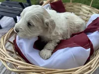 Max, a male Miniature Bernedoodle and Golden Mountain Doodle for sale in Moulton, IA – 1 of 7