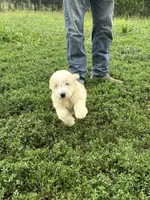 Max, a male Miniature Bernedoodle and Golden Mountain Doodle for sale in Moulton, IA – 3 of 9
