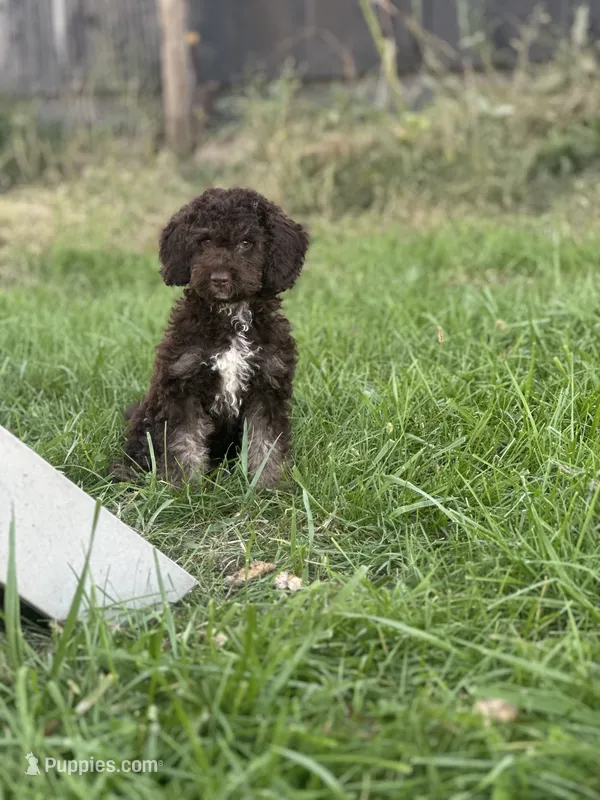 Theo – Cockapoo puppy for sale in Moulton, IA