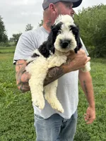 Milo , a male Miniature Bernedoodle and Golden Mountain Doodle for sale in Moulton, IA – 3 of 7