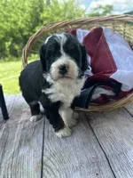 Chloe, a female Miniature Bernedoodle for sale in Moulton, IA – 4 of 5