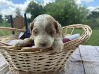 Bella, a female Miniature Bernedoodle and Golden Mountain Doodle for sale in Moulton, IA – 4 of 7