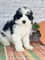 Kassi, a female Miniature Bernedoodle and Miniature Aussiedoodle for sale in Moulton, IA – 6 of 6