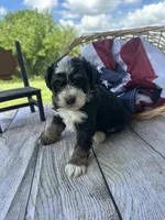 Tucker, a male Miniature Bernedoodle for sale in Moulton, IA – 1 of 6