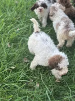 Carl, a male Cockapoo for sale in Moulton, IA – 5 of 6