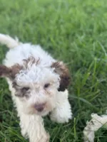 Carl, a male Cockapoo for sale in Moulton, IA – 2 of 6