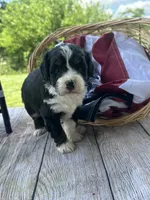 Chloe, a female Miniature Bernedoodle for sale in Moulton, IA – 3 of 5