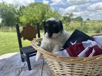Cooper, a male Miniature Bernedoodle for sale in Moulton, IA – 3 of 4