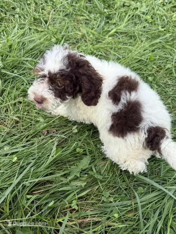 Benny – Cockapoo puppy for sale in Moulton, IA