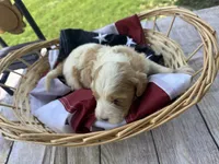 Harley , a male Miniature Bernedoodle and Golden Mountain Doodle for sale in Moulton, IA – 2 of 6