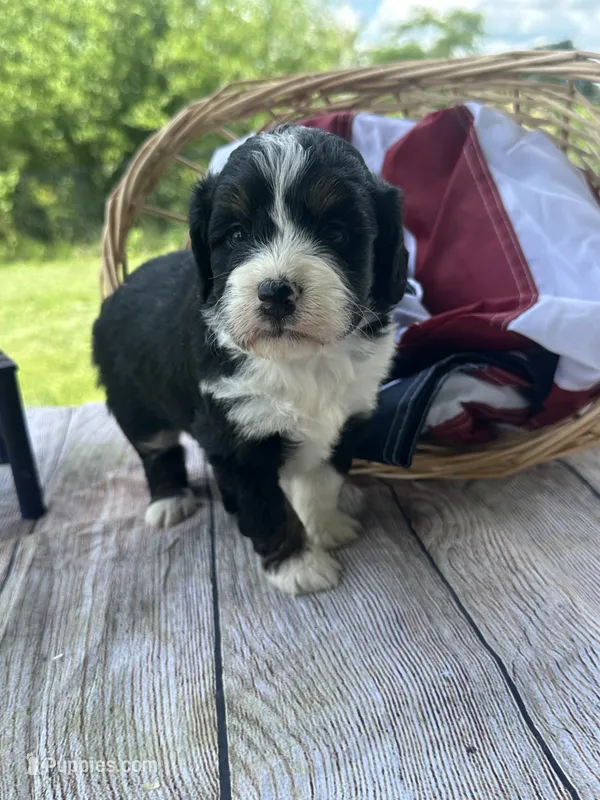 Chloe, a female Miniature Bernedoodle for sale in Moulton, IA – 1 of 5