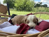 Bella, a female Miniature Bernedoodle and Golden Mountain Doodle for sale in Moulton, IA – 6 of 7
