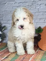 Kase , a male Miniature Bernedoodle and Miniature Aussiedoodle for sale in Moulton, IA – 5 of 5
